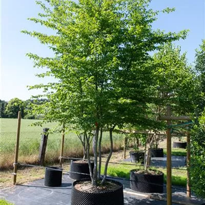 Sol 350-400, Nr. 90, 1650 - Hainbuche,Weißbuche - Carpinus betulus - Collection