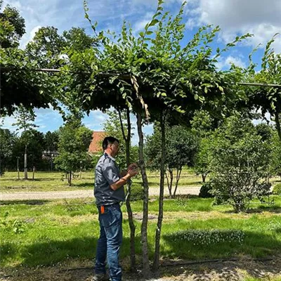 Dachform - Hainbuche,Weißbuche - Carpinus betulus - Collection