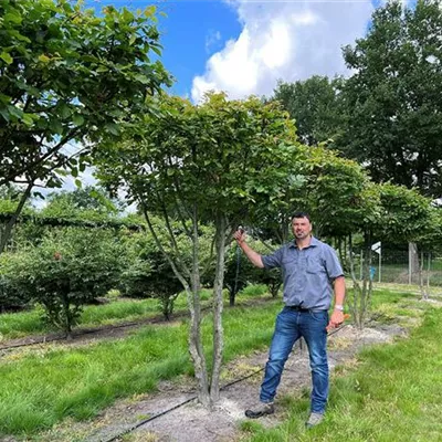 Schirmform, Nr. 12A, 2300 - Hainbuche,Weißbuche - Carpinus betulus - Collection