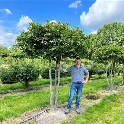 Schirmform, - Hainbuche,Weißbuche - Carpinus betulus - Collection