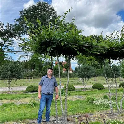 Dachförmig - Hainbuche,Weißbuche - Carpinus betulus - Collection