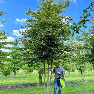 Sol 200 - 300 x 400 - 500, Nr. 86B 2100 - Hainbuche,Weißbuche - Carpinus betulus - Collection