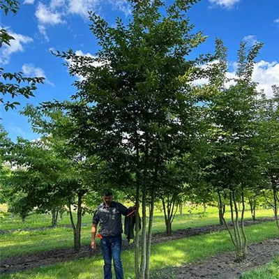 Sol 200 - 300 x 400 - 500, Nr. 22.87B 2100 - Hainbuche,Weißbuche - Carpinus betulus - Collection