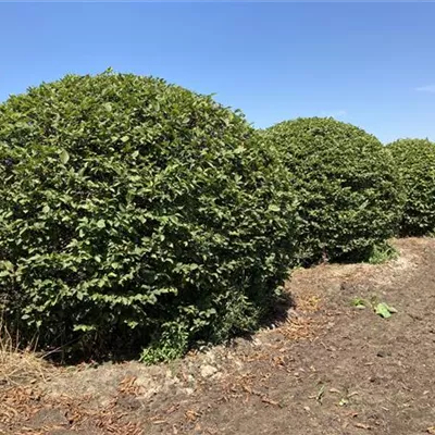 Kugel 230-240cm SM - Hainbuche,Weißbuche - Carpinus betulus - Collection