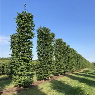 Heckenelement 300, 50x50cm SM - Hainbuche,Weißbuche - Carpinus betulus - Collection