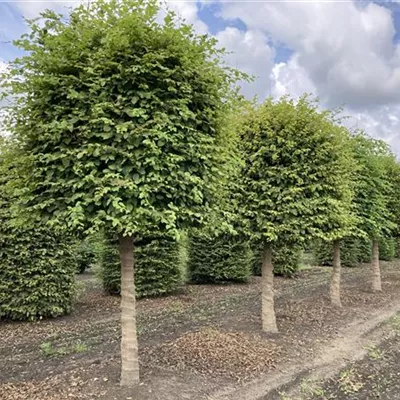 HAB Höhe 325cm SM - Hainbuche,Weißbuche - Carpinus betulus - Collection