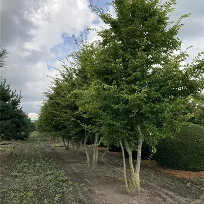 MB MST 500-600 SM - Hainbuche,Weißbuche - Carpinus betulus - Collection