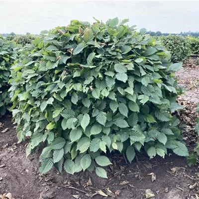 Kugel MB 100cm - Hainbuche,Weißbuche - Carpinus betulus - Collection