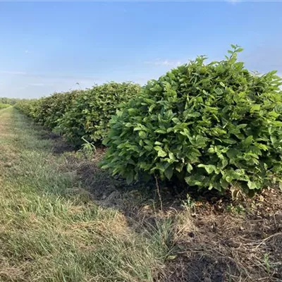 Kugel MB 100cm - Hainbuche,Weißbuche - Carpinus betulus - Collection