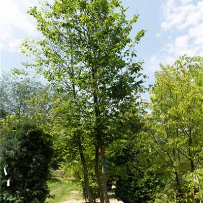 3-Stämmig, Schirmform 450-500 312.197 WA 1950 - Hainbuche,Weißbuche - Carpinus betulus - Collection