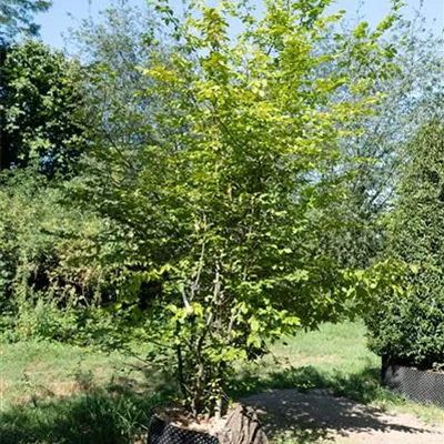 MB mehrstämmig 350-400 312.218 - Hainbuche,Weißbuche - Carpinus betulus - Collection