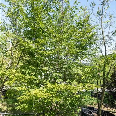 EXC 350-400 314.288 WA - Hainbuche,Weißbuche - Carpinus betulus - Collection