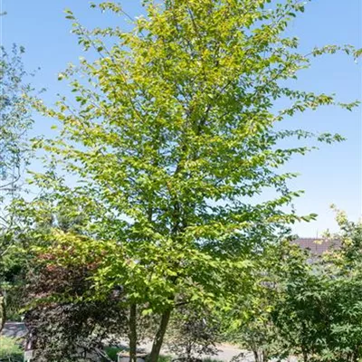 Schirmform 450-475 314.291 WA 1850 - Hainbuche,Weißbuche - Carpinus betulus - Collection