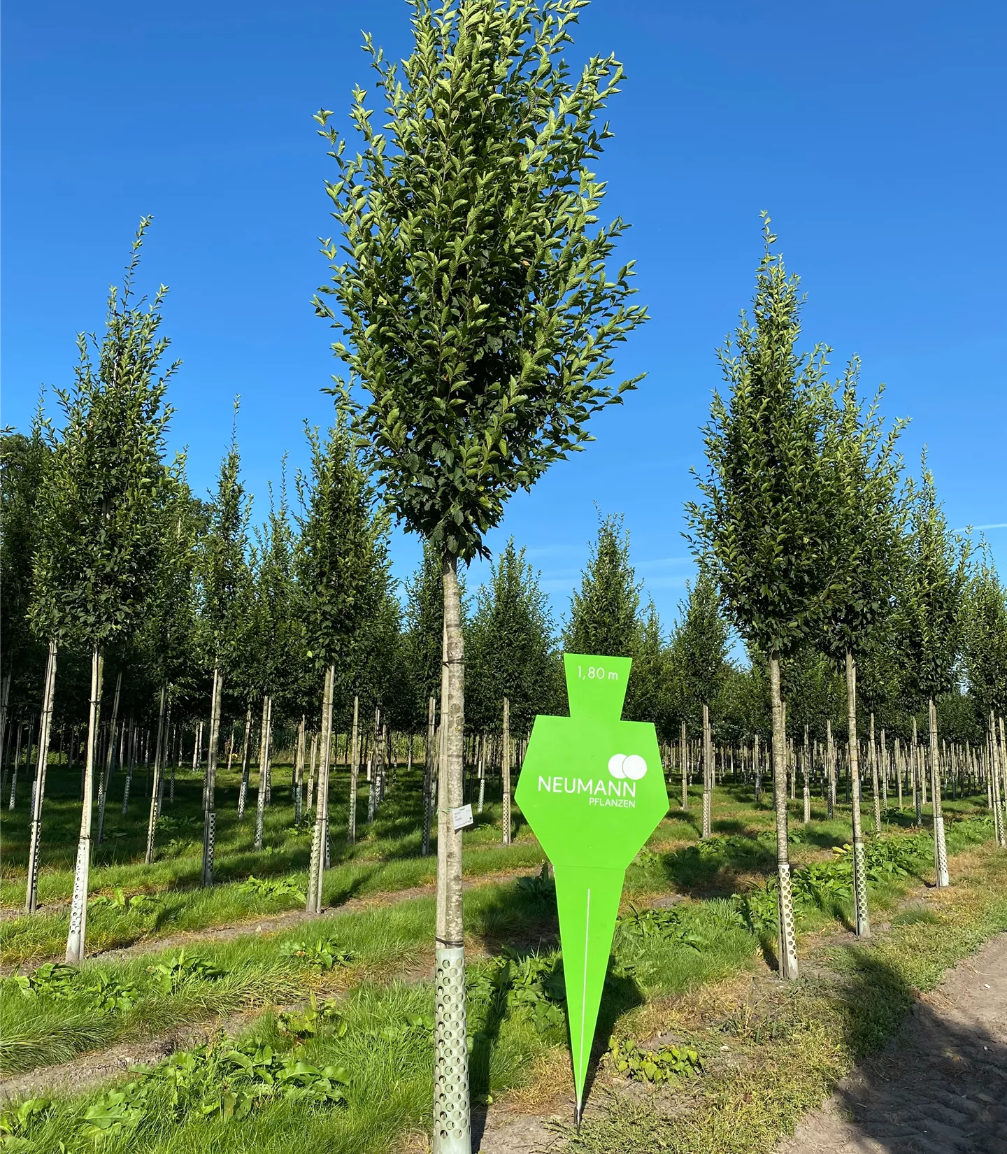 Carpinus betulus 'Fastigiata' - Collection