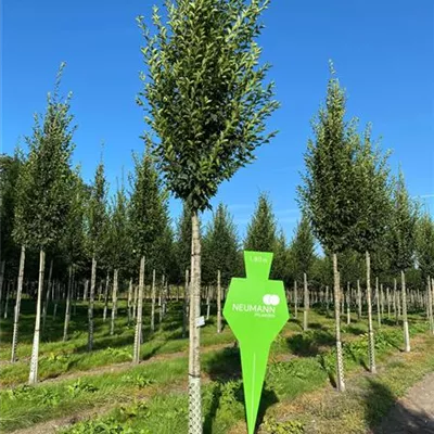 Hei 3xv mB 60- 80 - Pyramiden-Hainbuche 'Fastigiata' - Carpinus betulus 'Fastigiata' - Collection