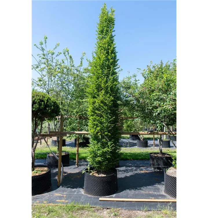 Pyramiden-Hainbuche 'Fastigiata' - Carpinus betulus 'Fastigiata' - Collection