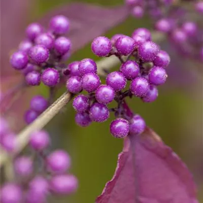 Container 70 - 80 - Schönfrucht - Callicarpa bodinieri 'Profusion'