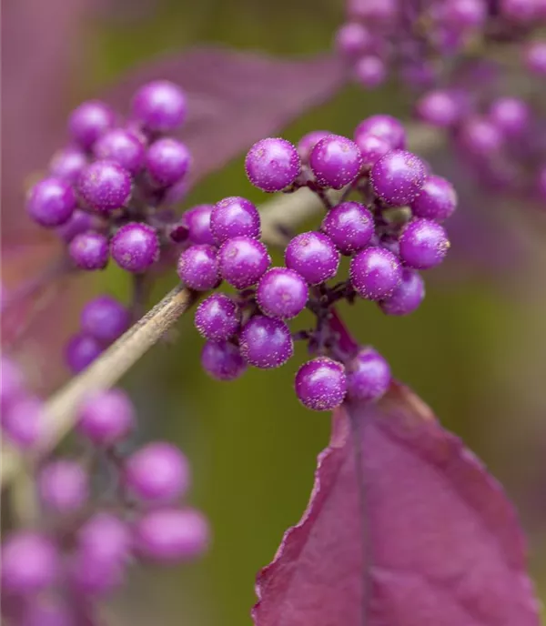 Callicarpa bodinieri 'Profusion'