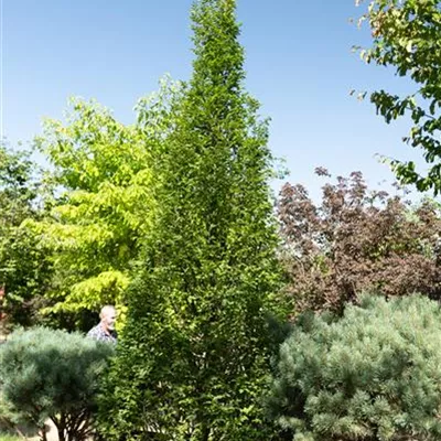 308.26 C 450-500, WA 1570 - Pyramiden-Hainbuche 'Fastigiata' - Carpinus betulus 'Fastigiata' - Collection