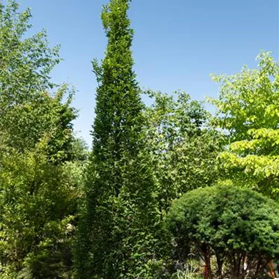 308.29 C 500-600, WA 2350 - Pyramiden-Hainbuche 'Fastigiata' - Carpinus betulus 'Fastigiata' - Collection