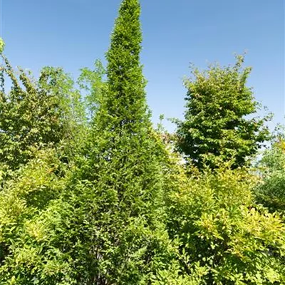 308.34 C 500-600, WA 2350 - Pyramiden-Hainbuche 'Fastigiata' - Carpinus betulus 'Fastigiata' - Collection