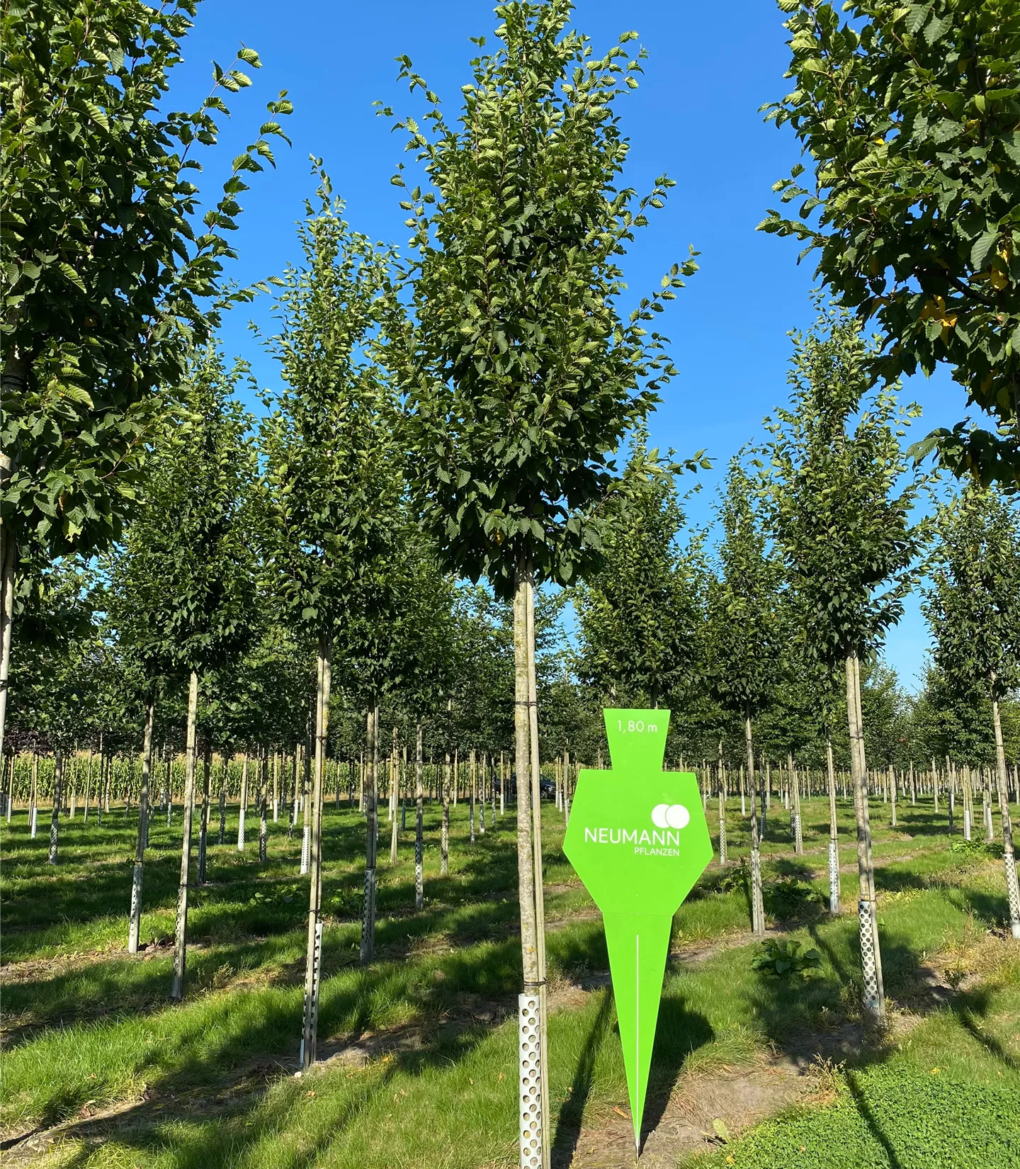 Carpinus betulus 'Frans Fontaine' - Collection