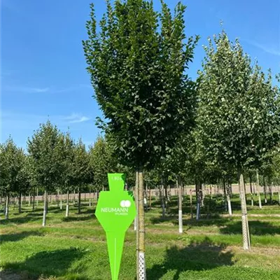 Sol Baum 5xv mDb 150-200 x 400-500 25- 30 - Hainbuche 'Lucas' - Carpinus betulus 'Lucas' - Collection