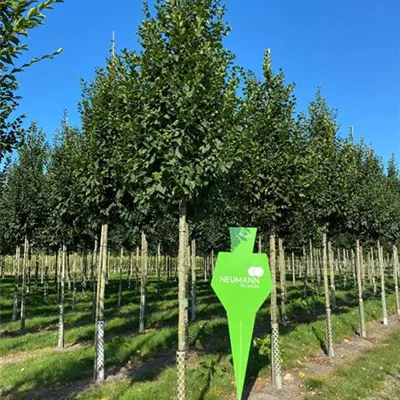 Hei 3xv mB 150- 175 - Hainbuche 'Lucas' - Carpinus betulus 'Lucas' - Collection