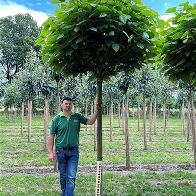 Hochstamm 18 - 20, Nr. 109C 714 - Kugel-Trompetenbaum 'Nana' - Catalpa bignonioides 'Nana' - Collection