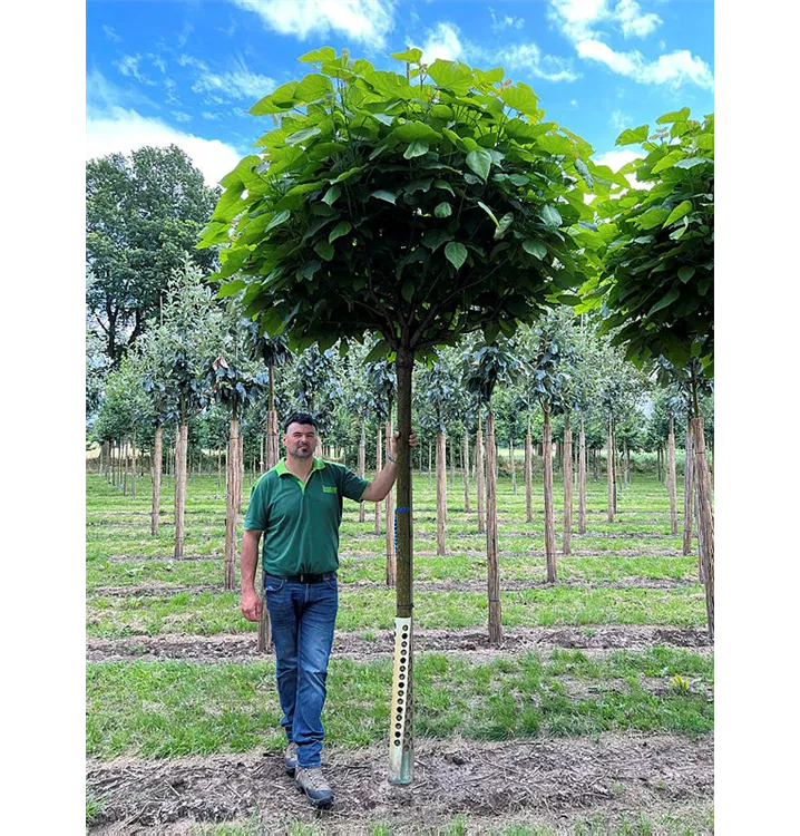 Kugel-Trompetenbaum 'Nana' - Catalpa bignonioides 'Nana' - Collection