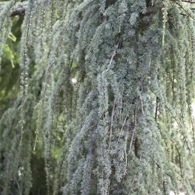 Sol 4xv mDb 125- 150 - Hängende Blauzeder - Cedrus atlantica 'Glauca Pendula' - Collection