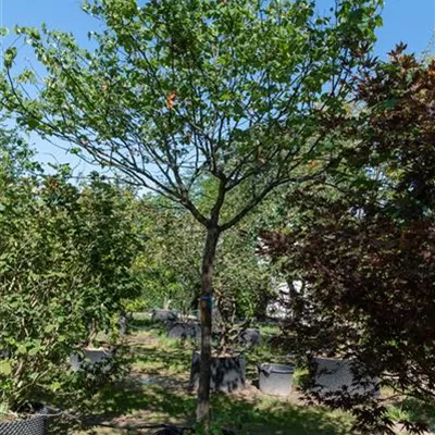 HOC Nr60 20-25 313.249 WA 1750 reserviert - Judasbaum 'Apalachian Red' - Cercis canadensis 'Apalachian Red' - Collection