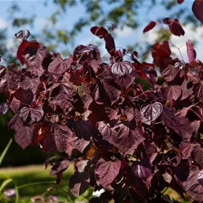 Sol 3xv mDb 80- 100 - Judasbaum 'Forest Pansy' - Cercis canadensis 'Forest Pansy' - Collection