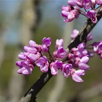 Sol 3xv mDb 100- 125 - Gemeiner Judasbaum - Cercis siliquastrum - Collection