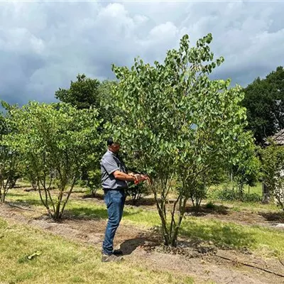 Schirmform 200 - 300 x 300 - 350, - Gemeiner Judasbaum - Cercis siliquastrum - Collection