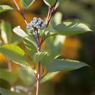 C 3 60- 100 - Weisser Hartriegel - Cornus alba - Collection