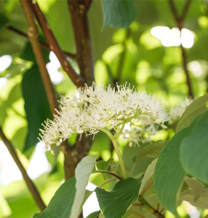 Niedriger Etagen-Hartriegel - Cornus alternifolia - Collection