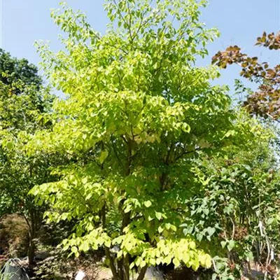 MB/ 400-450 WA 309.44 2350 - Hoher Etagen-Hartriegel - Cornus controversa - Collection