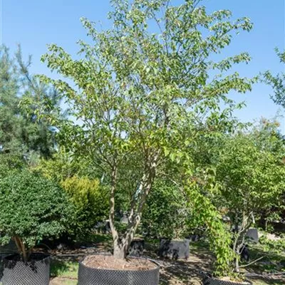 Schirmform 500-550 313.223 WA - Hoher Etagen-Hartriegel - Cornus controversa - Collection