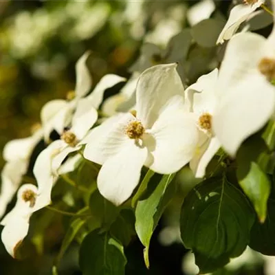 Schirmform 350-375 311.158 WA 2150 - Chin. Blumen-Hartriegel - Cornus kousa chinensis - Collection