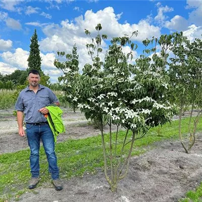 Schirmform 150 - 175 x 200 - 250, Nr. 69B, 1500 - Chin. Blumen-Hartriegel - Cornus kousa chinensis - Collection