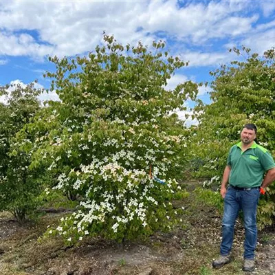 Sol 200 -. 250 x 275 - 300, Nr. HP22-60C 1800 - Chin. Blumen-Hartriegel - Cornus kousa chinensis - Collection