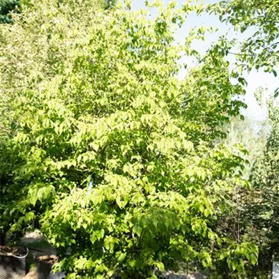 Cornus kousa chinensis 275-300 310.110 WA - Chin. Blumen-Hartriegel - Cornus kousa chinensis - Collection