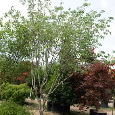 Schirmform 250-275 - Chin. Blumen-Hartriegel - Cornus kousa chinensis - Collection