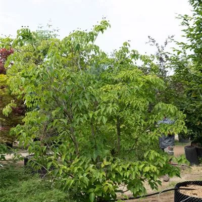 MB 225-250 311.161 WA - Chin. Blumen-Hartriegel - Cornus kousa chinensis - Collection