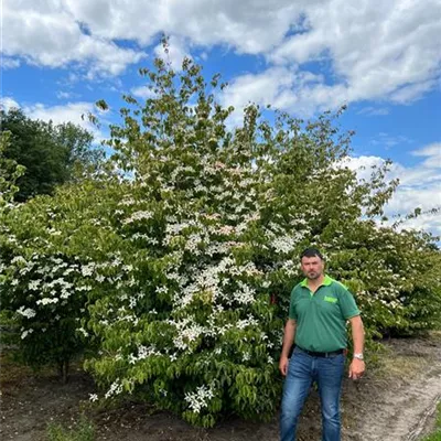 Sol 200-300 x 350-400 Nr. 22.62C 3000 - Chin. Blumen-Hartriegel - Cornus kousa chinensis - Collection