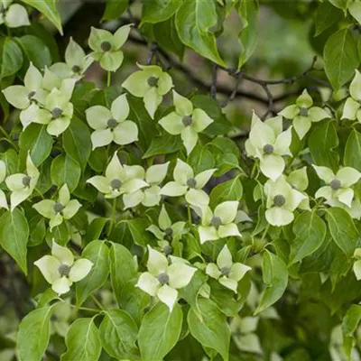 Sol 3xv mDb 100- 125 - Jap.Blumen Hartriegel 'China Girl' - Cornus kousa chinensis 'China Girl' - Collection