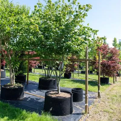 Sol 250-300, Nr. 71, 1850 - Jap.Blumen Hartriegel 'China Girl' - Cornus kousa chinensis 'China Girl' - Collection