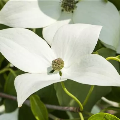 Sol 3xv mDb 100- 125 - Jap.Blumen-Hartriegel 'Milky Way' - Cornus kousa chinensis 'Milky Way' - Collection