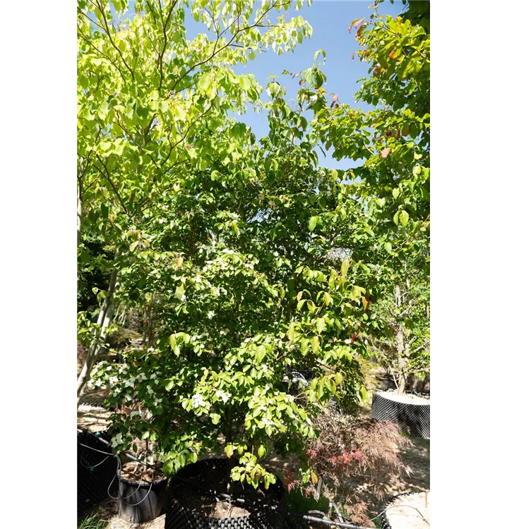 Jap.Blumen-Hartriegel 'Milky Way' - Cornus kousa chinensis 'Milky Way' - Collection